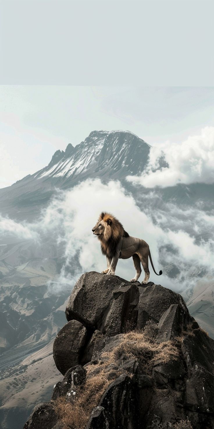 a lion standing on top of a rock in front of a mountain covered in clouds