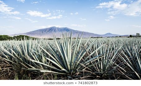 an agavena field with mountains in the background