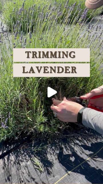 someone trimming lavender plants with scissors and shears in front of the words trimming lavender