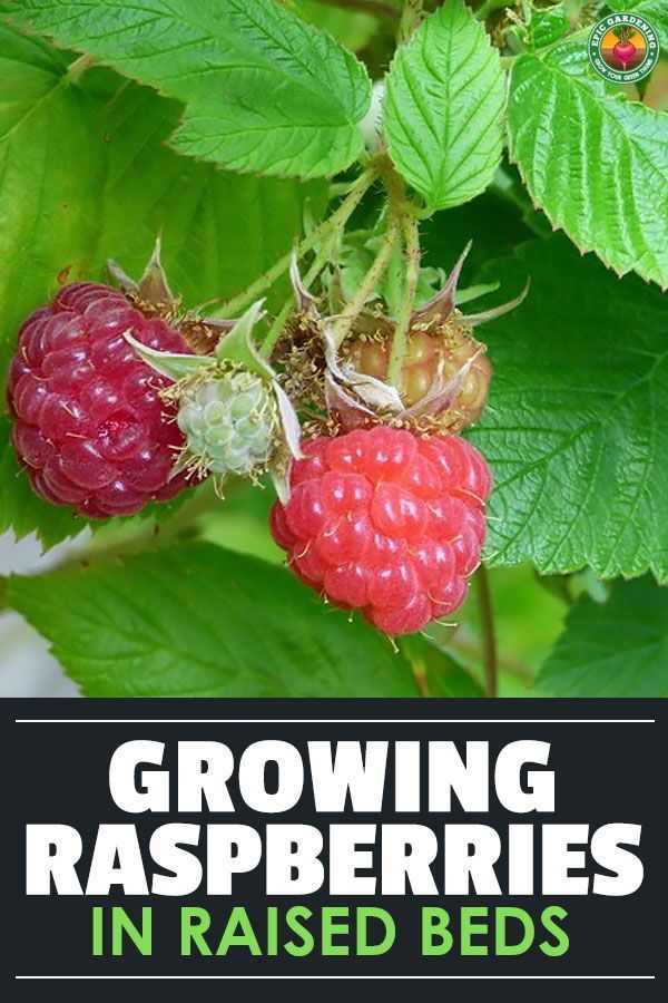 growing raspberries in raised beds with text overlay reading growing raspberries in raised beds