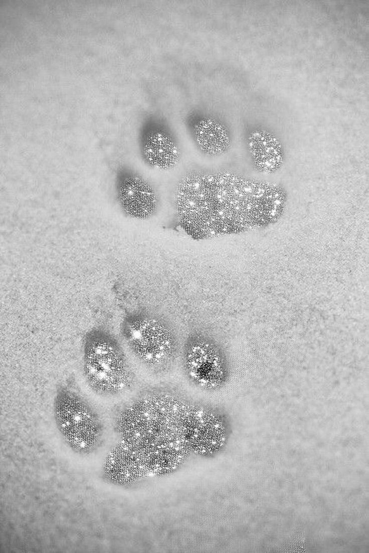 an animal's paw prints are shown in the snow, with small bubbles on it