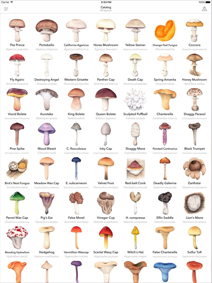 an image of different types of mushrooms