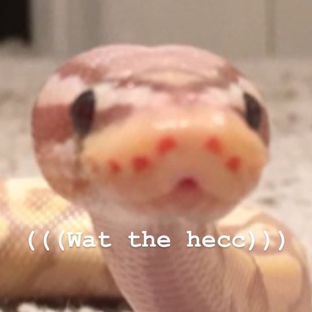 a close up of a snake with the words wait the heco on it's face