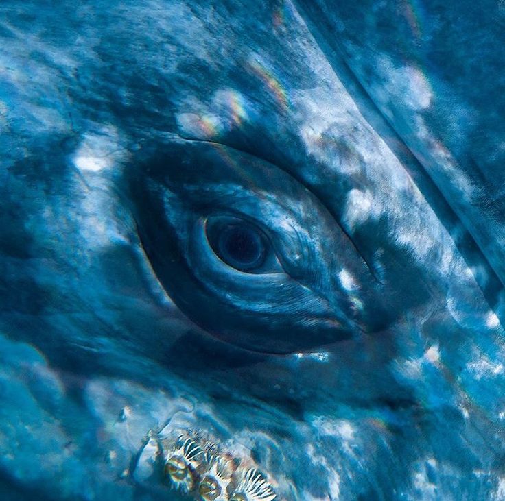 an animal's eye is seen in this close up photo from the bottom down