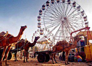 two camels are pulling a cart with a ferris wheel in the background at an amusement park