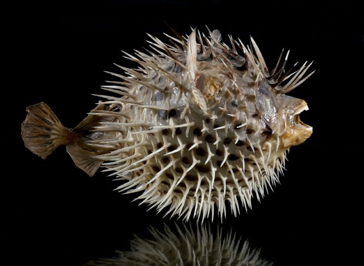 a puffer fish is shown on a black background with its reflection in the water