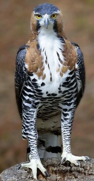 a large bird sitting on top of a rock