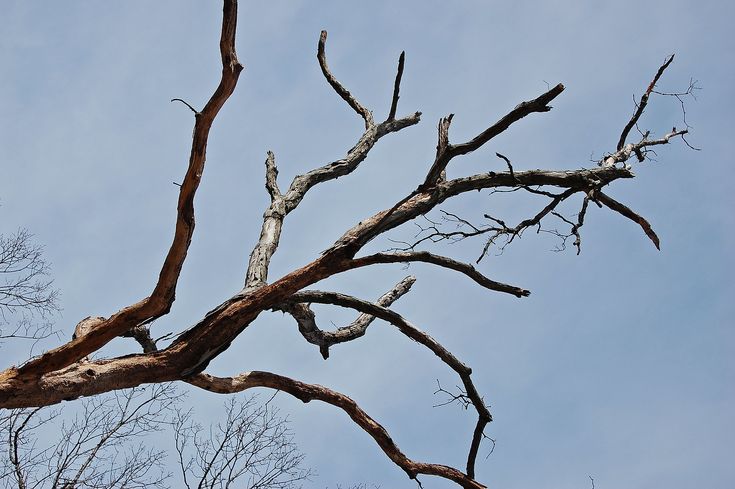 a tree branch with no leaves against a blue sky