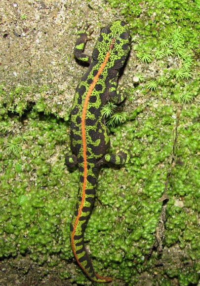 a small lizard sitting on top of a moss covered wall