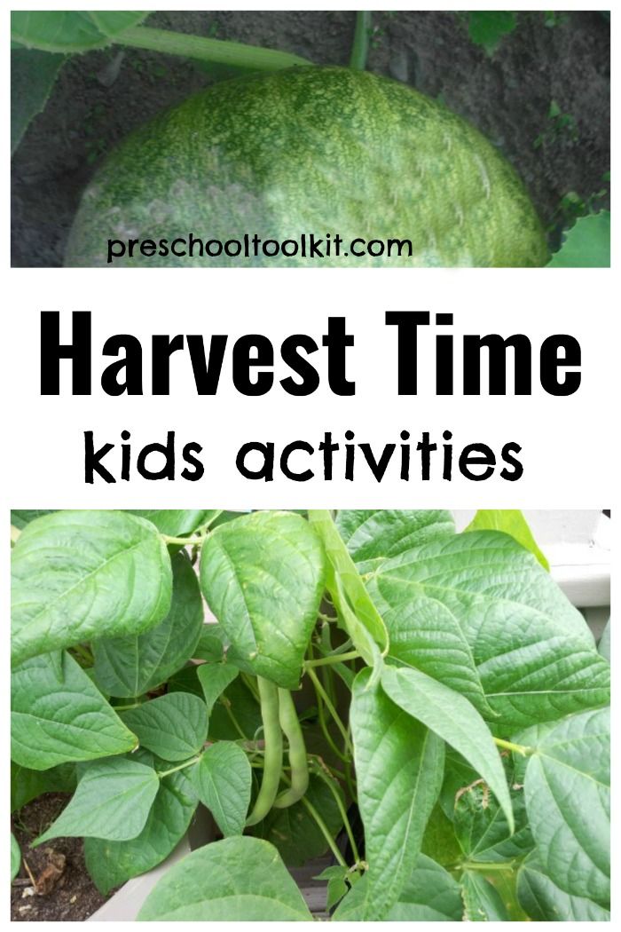 the words harvest time kids activities in front of some green plants and leaves with text overlay