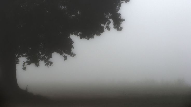 a foggy field with a lone tree in the foreground and two cows grazing on the other side