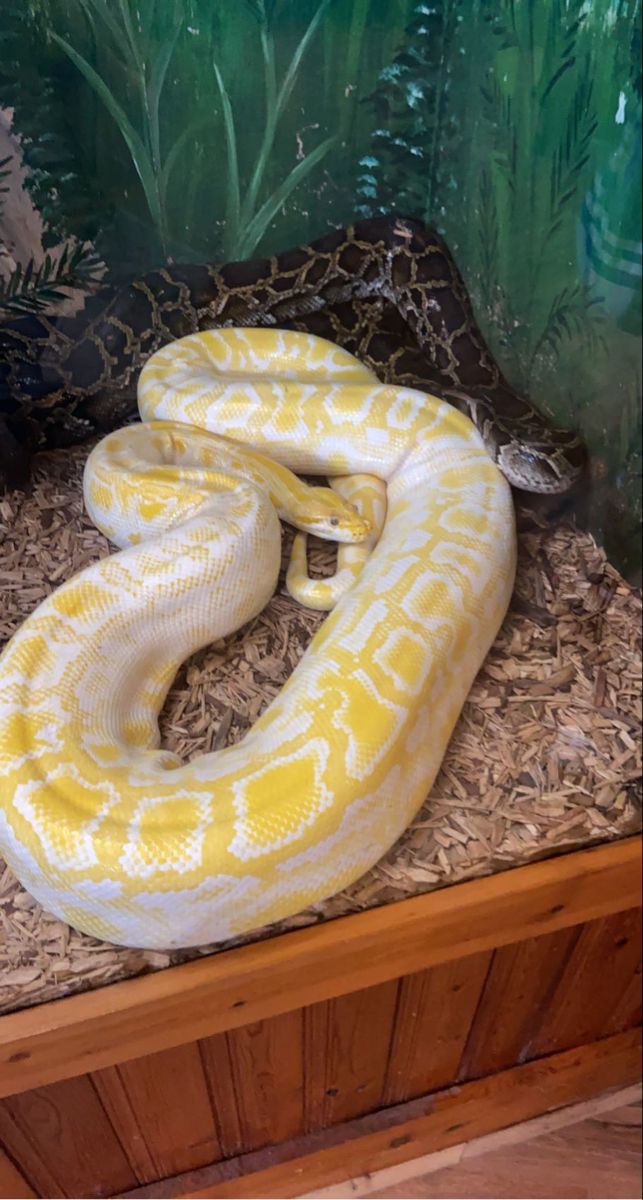 a large yellow and white snake on display