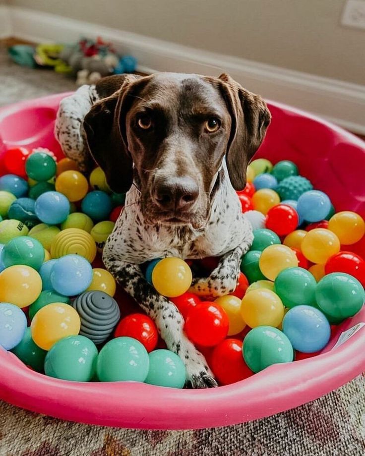 a dog sitting in a ball pit filled with balls