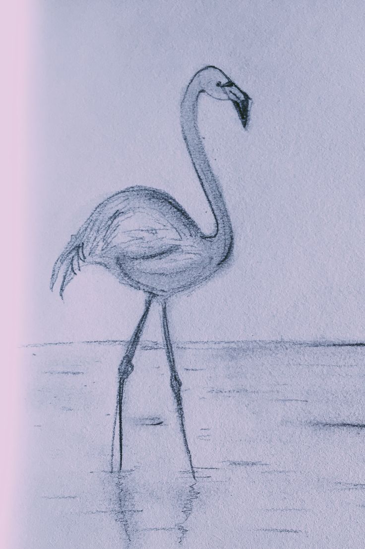 a drawing of a flamingo standing in the water