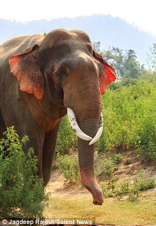 an elephant with tusks standing in the grass near bushes and trees on a sunny day