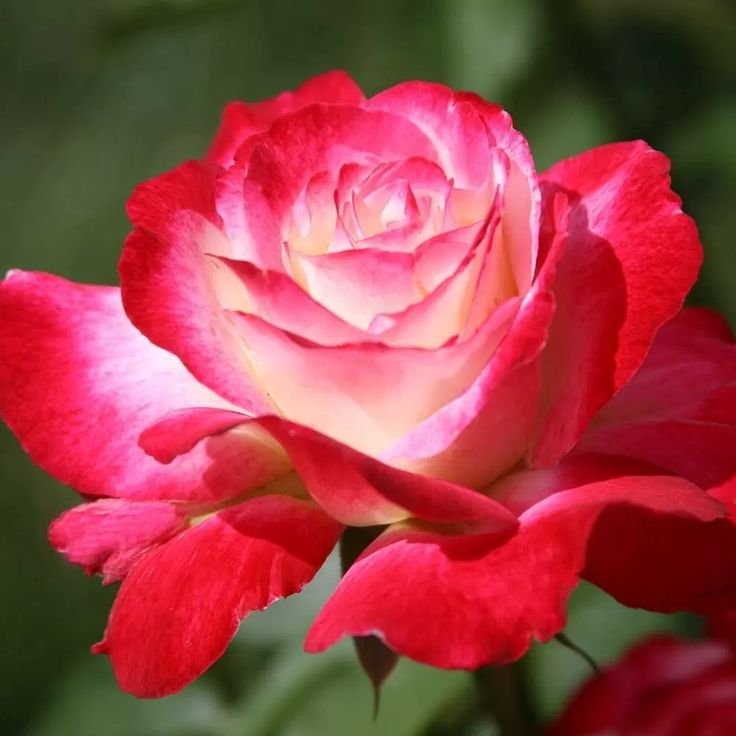 a red and white rose with green leaves in the background