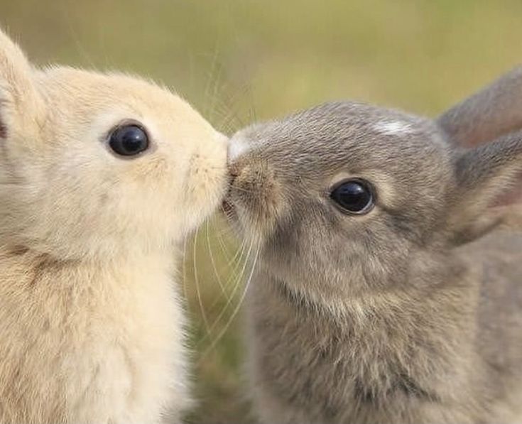 two small rabbits are kissing each other in front of a blurry background and grass