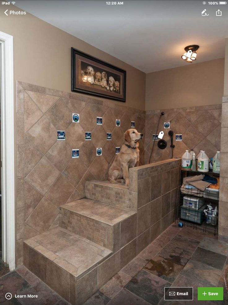 a dog sitting on some steps in a bathroom