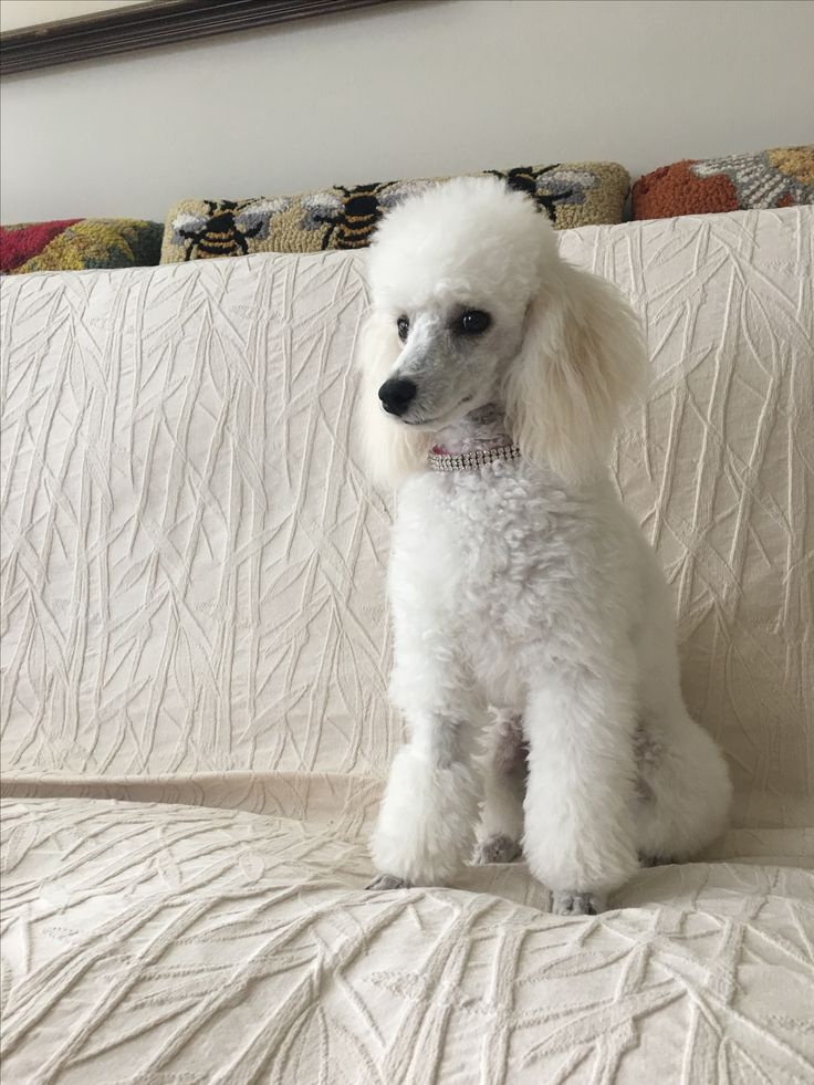 a white poodle sitting on top of a bed