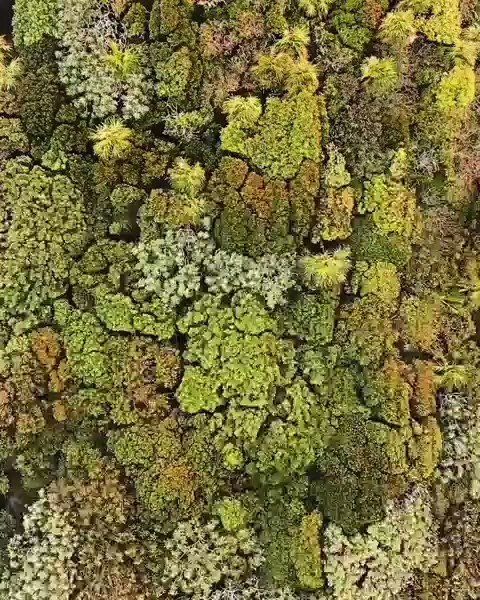 an aerial view of green trees in the forest with lots of moss growing on them