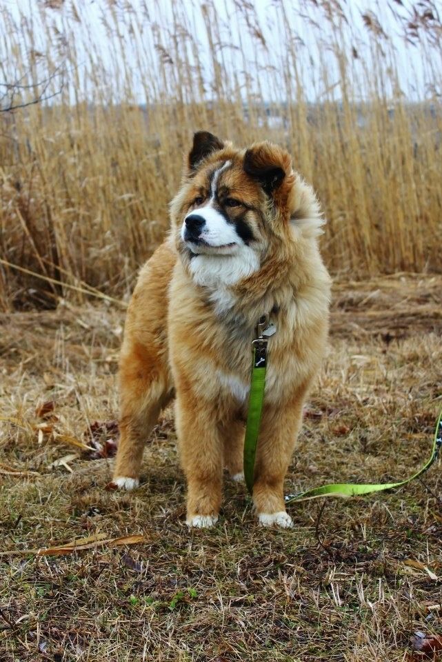 a brown and white dog standing on top of a grass covered field next to tall dry grass