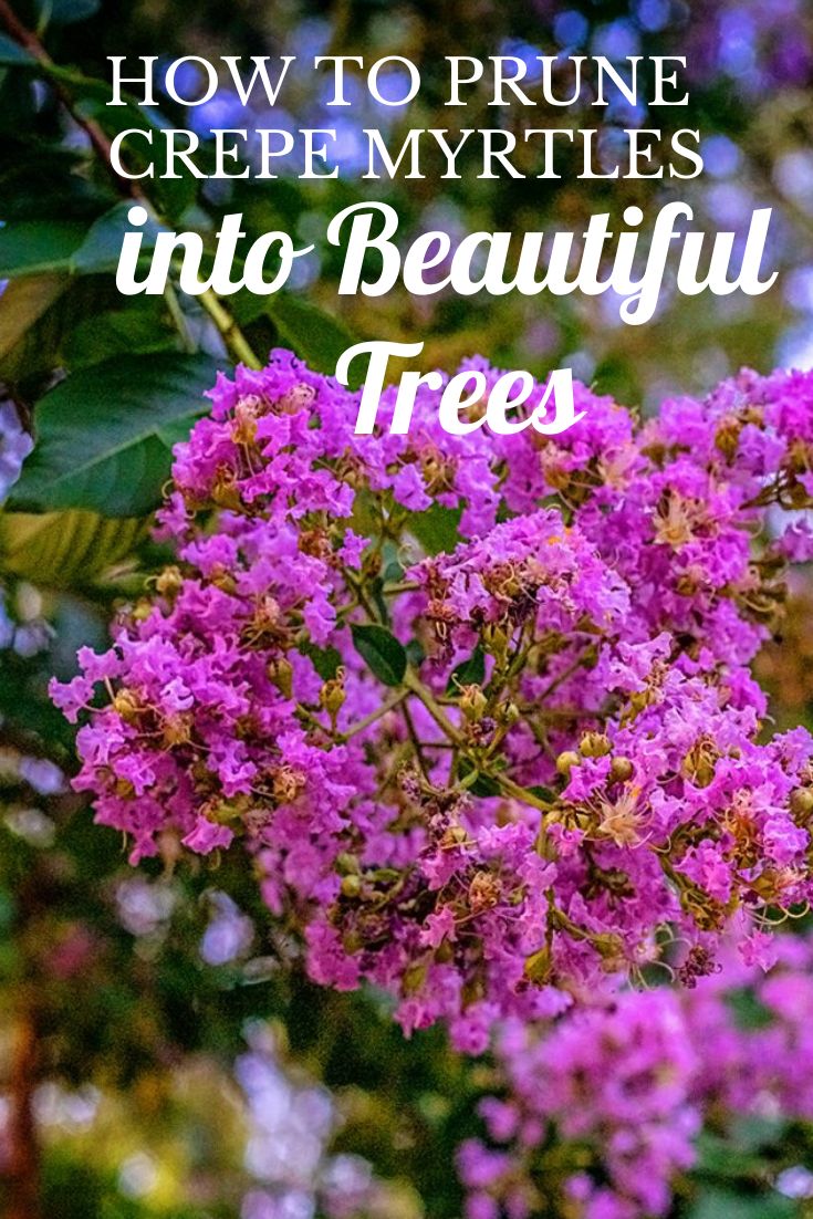 purple flowers with the words how to prune crepe myrtites into beautiful trees