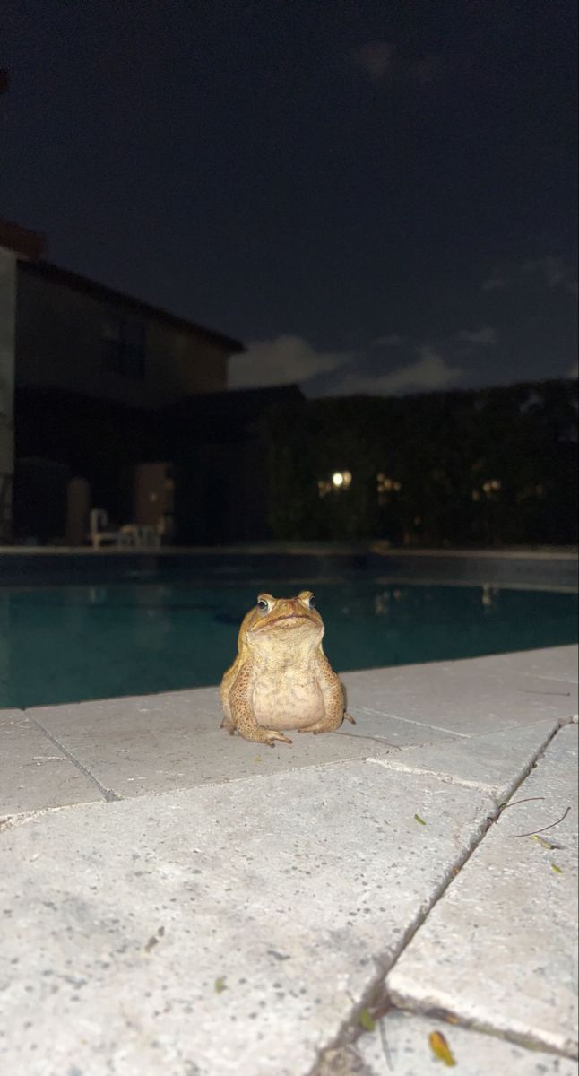 a frog sitting on the edge of a pool at night