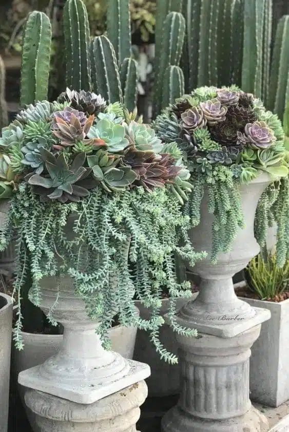 three cement planters with succulents in them