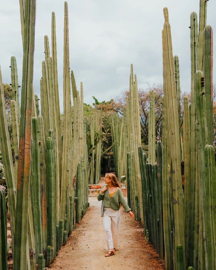 a woman walking down a dirt path between tall cactus trees