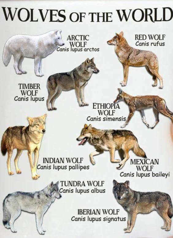 the wolfs of the world are depicted in this poster, which shows their different colors and sizes