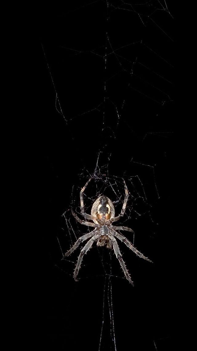 a large spider sitting on top of a web