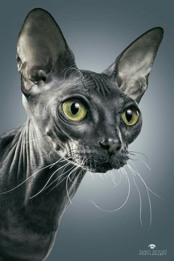 a hairless cat with green eyes looks at the camera while standing in front of a gray background