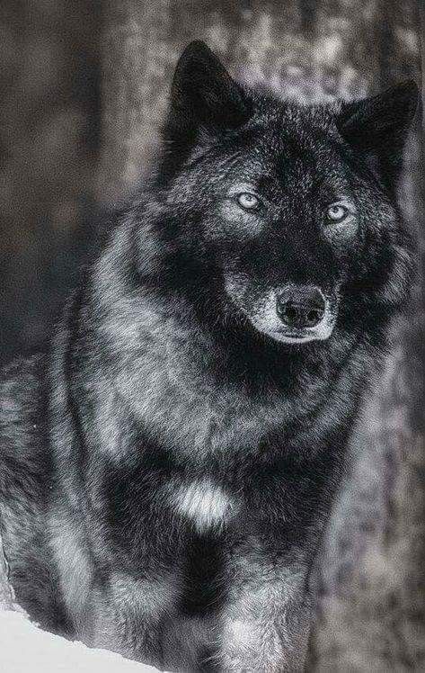 a black and white photo of a wolf sitting in front of a tree with blue eyes