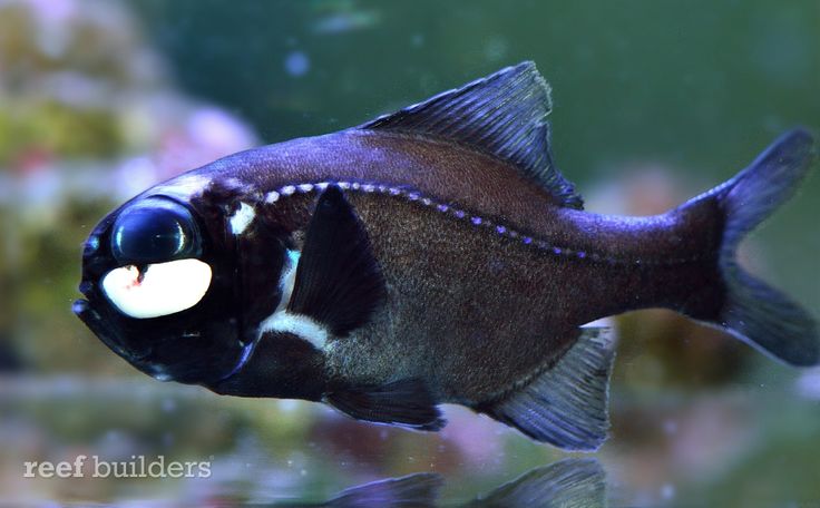 a close up of a fish in an aquarium