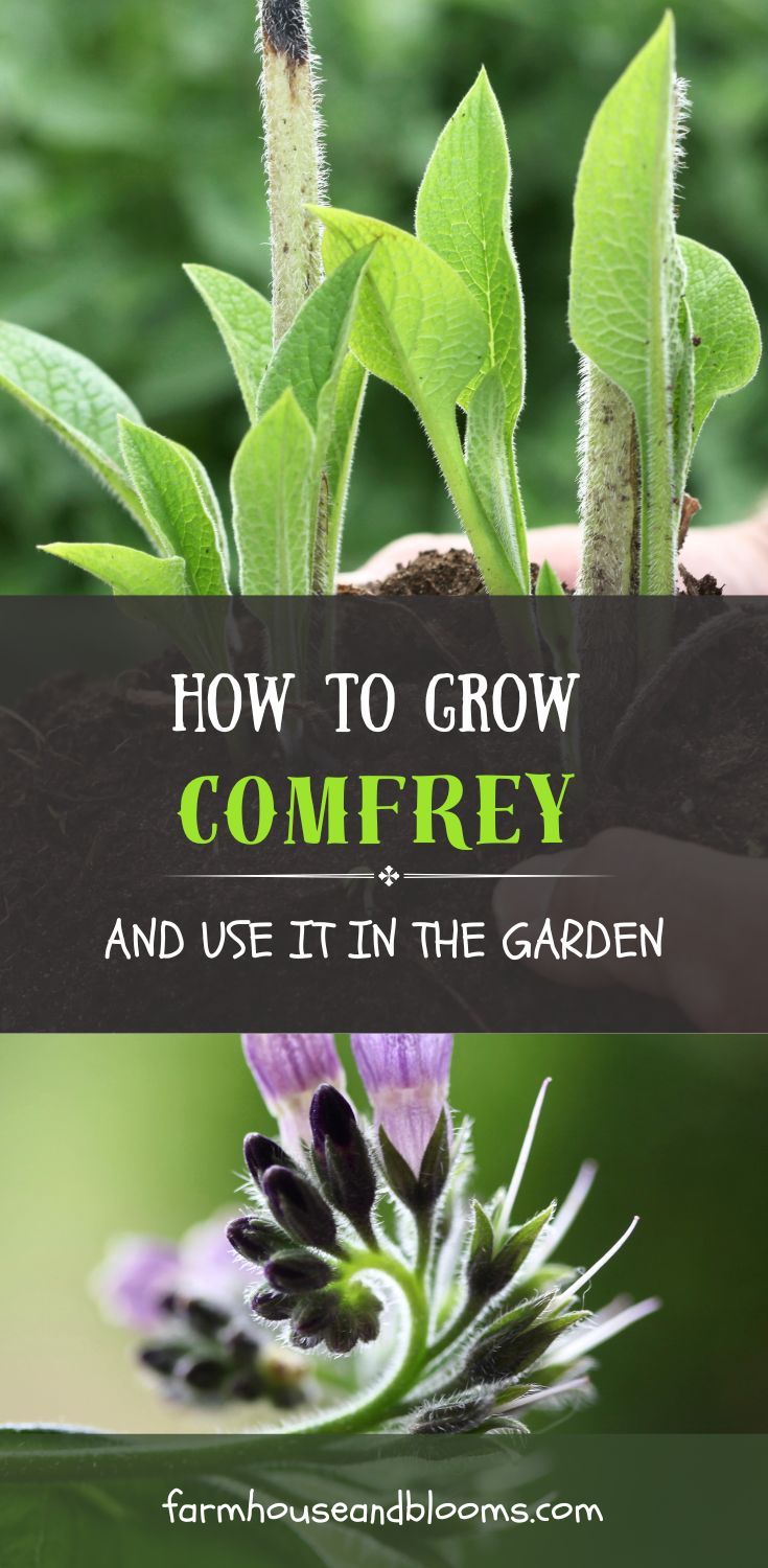 A close-up of comfrey sprouts being planted in the soil, with fuzzy green leaves and stems. Below, a detailed view of a blooming comfrey plant with purple, bell-shaped flowers. The text overlay reads: "How to Grow Comfrey and Use It in the Garden." The website "farmhouseandblooms.com" is displayed at the bottom. Growing Comfrey, Comfrey Tea, Market Bouquets, Comfrey Plant, Best Herbs To Grow, Herb Garden In Kitchen, Medicinal Herbs Garden, Medicinal Garden, Flower Farming