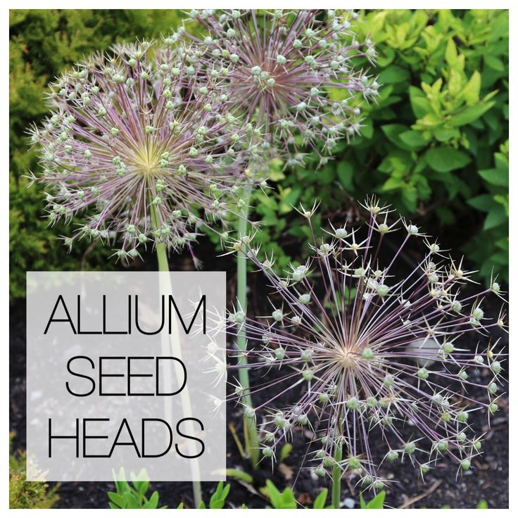 some very pretty flowers with the words allium seed heads