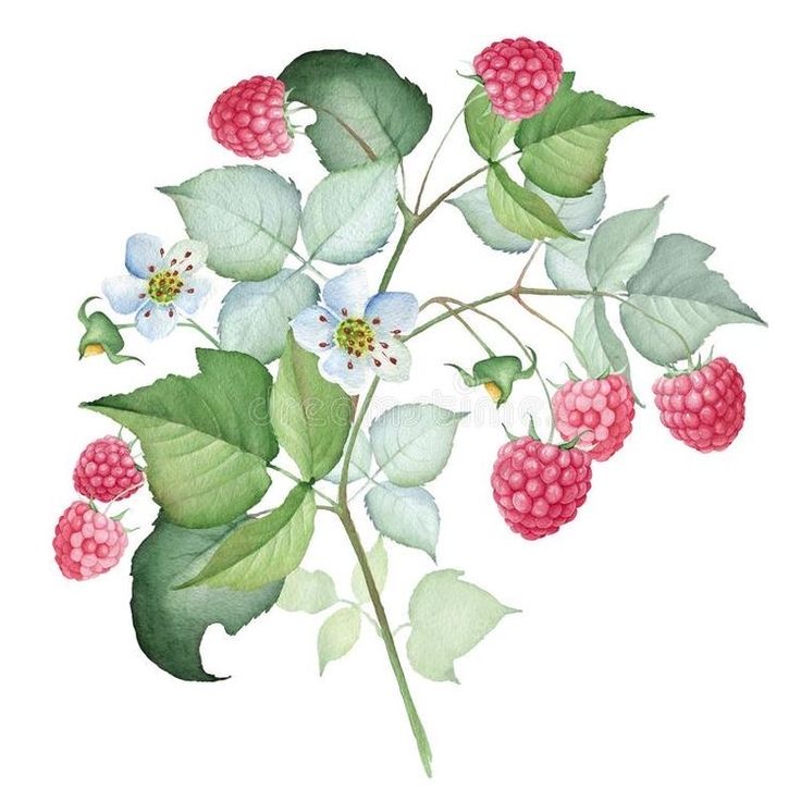 raspberries and leaves on a branch with white flowers in the background, watercolor