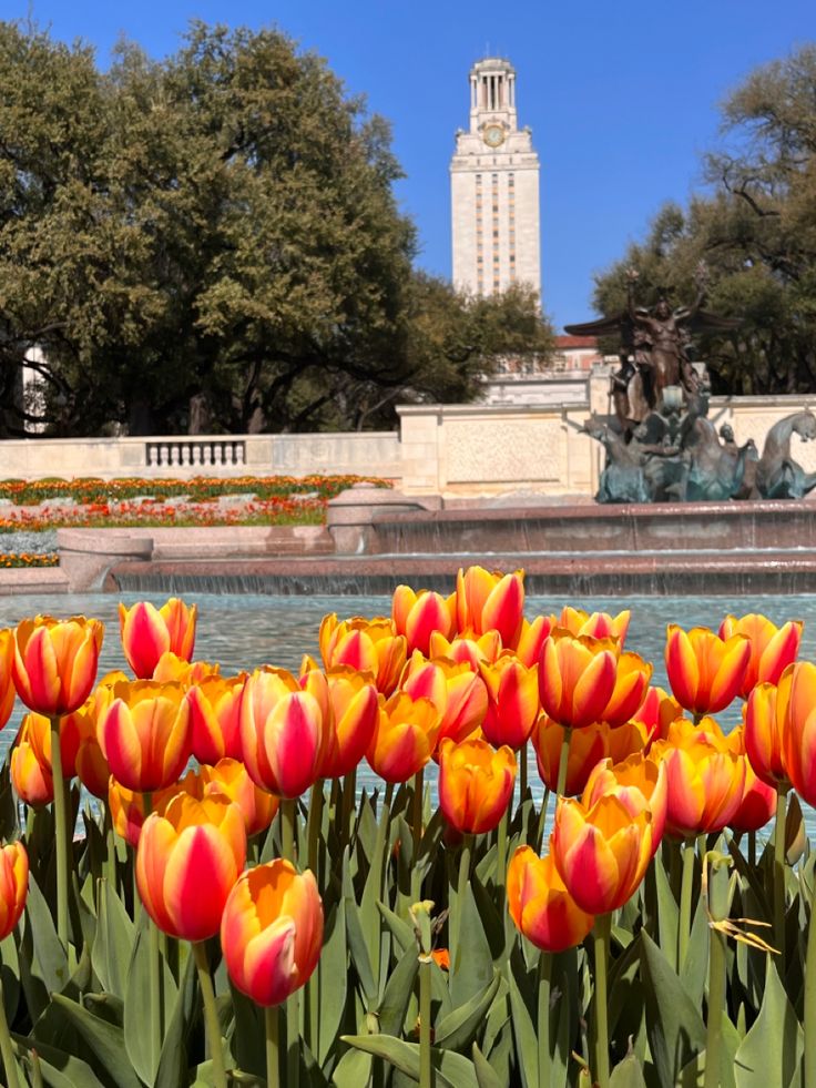 many red and yellow tulips in front of a fountain with a clock tower in the background