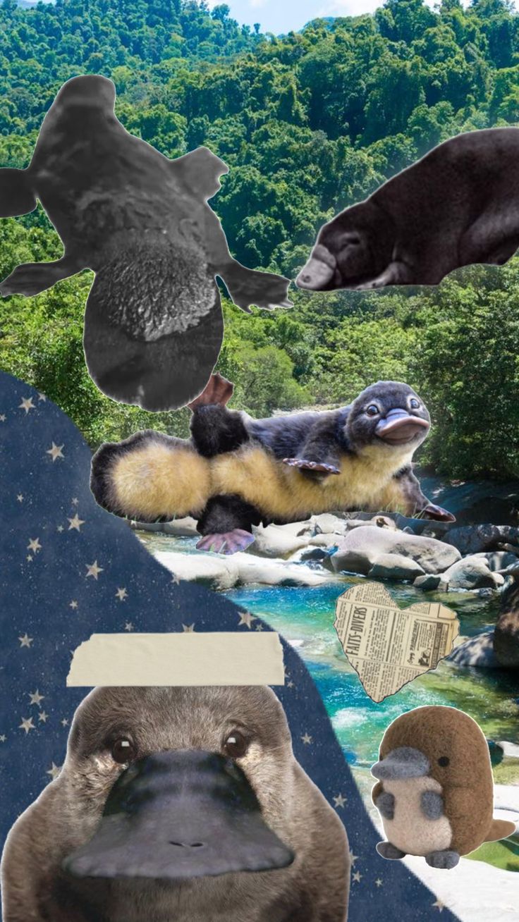 an animal collage with birds, otters, and other animals in the background