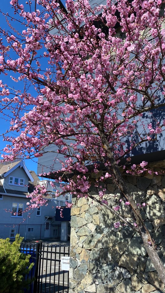 a tree with pink flowers in front of a stone wall and gated entrance to a house