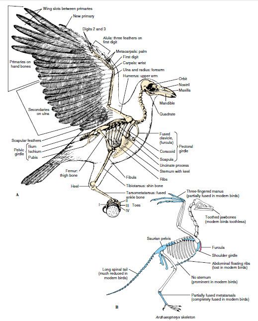 an image of a bird with its parts labeled in the body and labelled on it