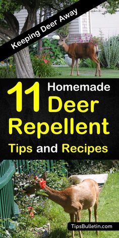 a deer in the yard with text overlay that reads, 11 homemade deer repellent tips and recipes