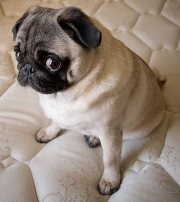 a small pug dog sitting on top of a bed