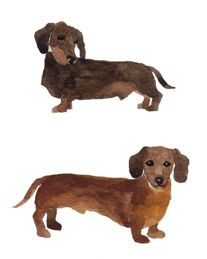 three dachshund dogs are standing side by side