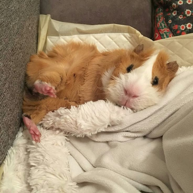 a brown and white guinea pig laying on top of a couch under a blanket covered in blankets