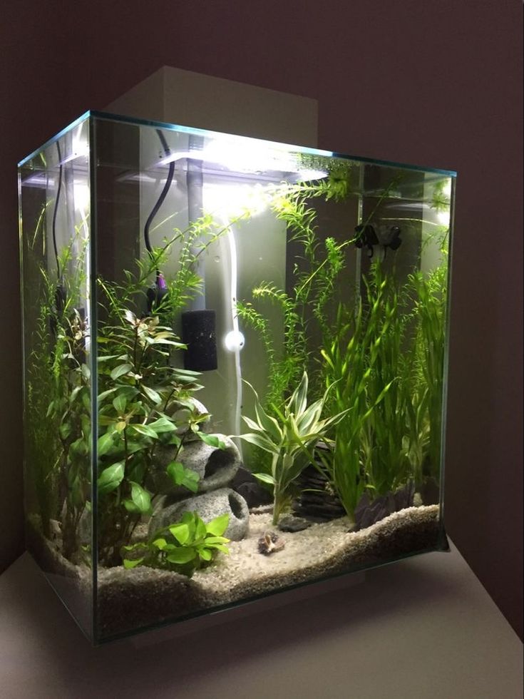 an aquarium with plants and rocks in it