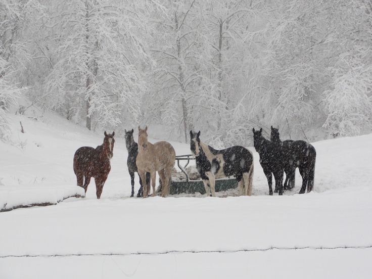 five horses are standing in the snow near a trough with water on it's side