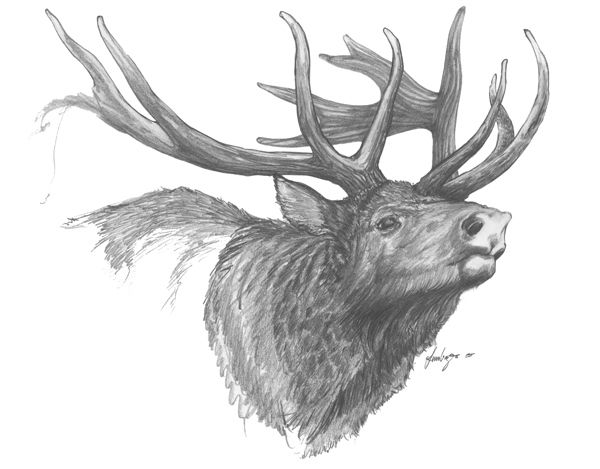 Elk Elk Pictures, Horseshoe Decor, Elk, Art Stuff, Drawing Ideas, Moose Art, Deer, Humanoid Sketch, Drawings