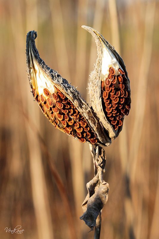 a close up of a dead flower in the grass