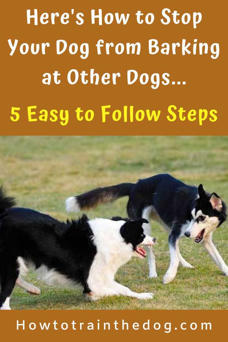 two black and white dogs running in the grass with text overlay that reads here's how to stop your dog from barking at other dogs